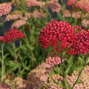 Achillea millefolium 'Paprika' ---